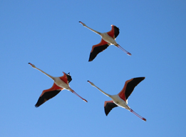 Flamingo 's