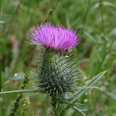 Distel