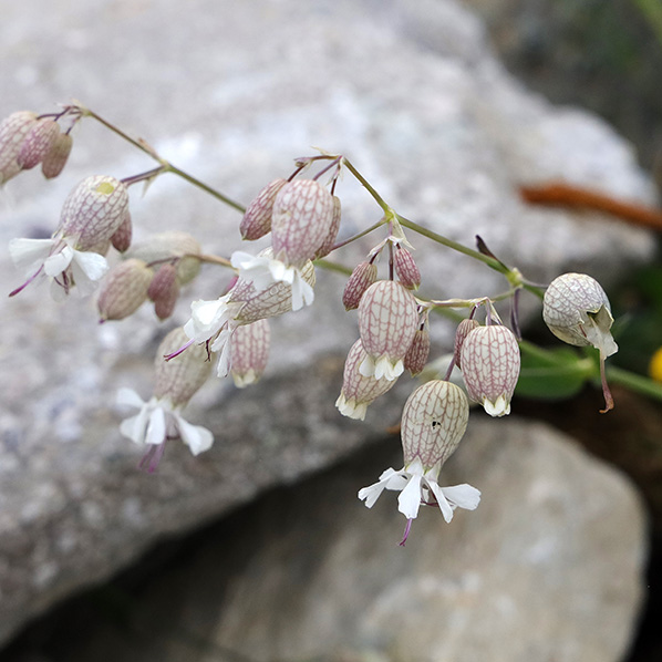 Blaassilene