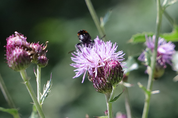 Distel