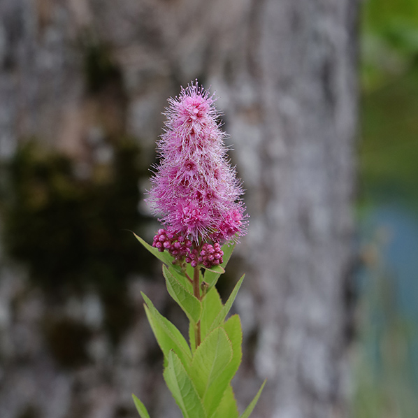 Struikspirea
