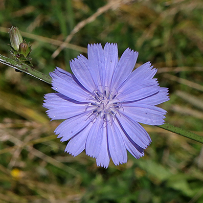 Wilde cichorei