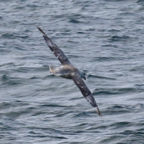 Noordse Stormvogel