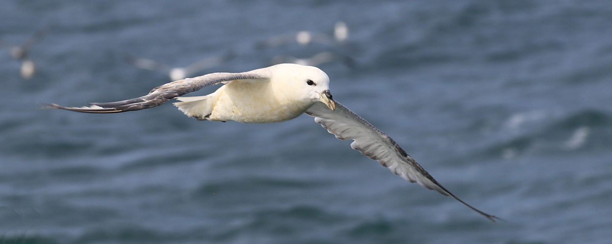 Noordse Stormvogel