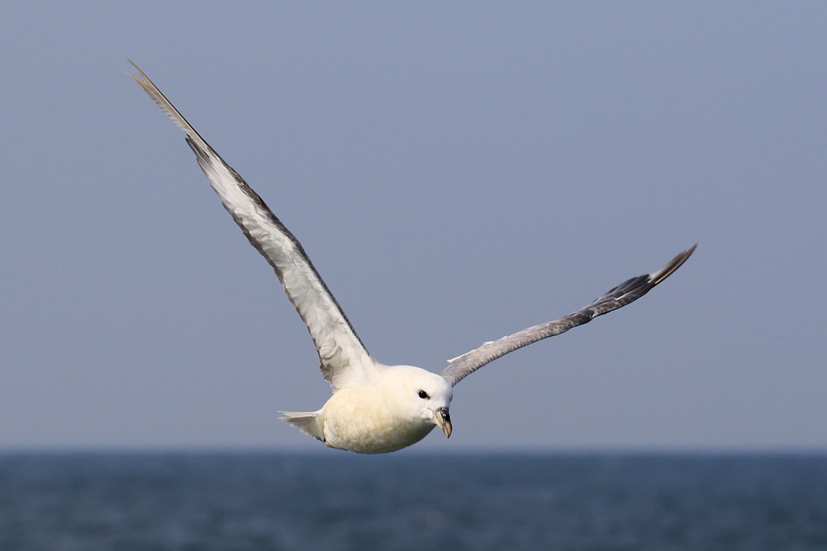 Noordse Stormvogel