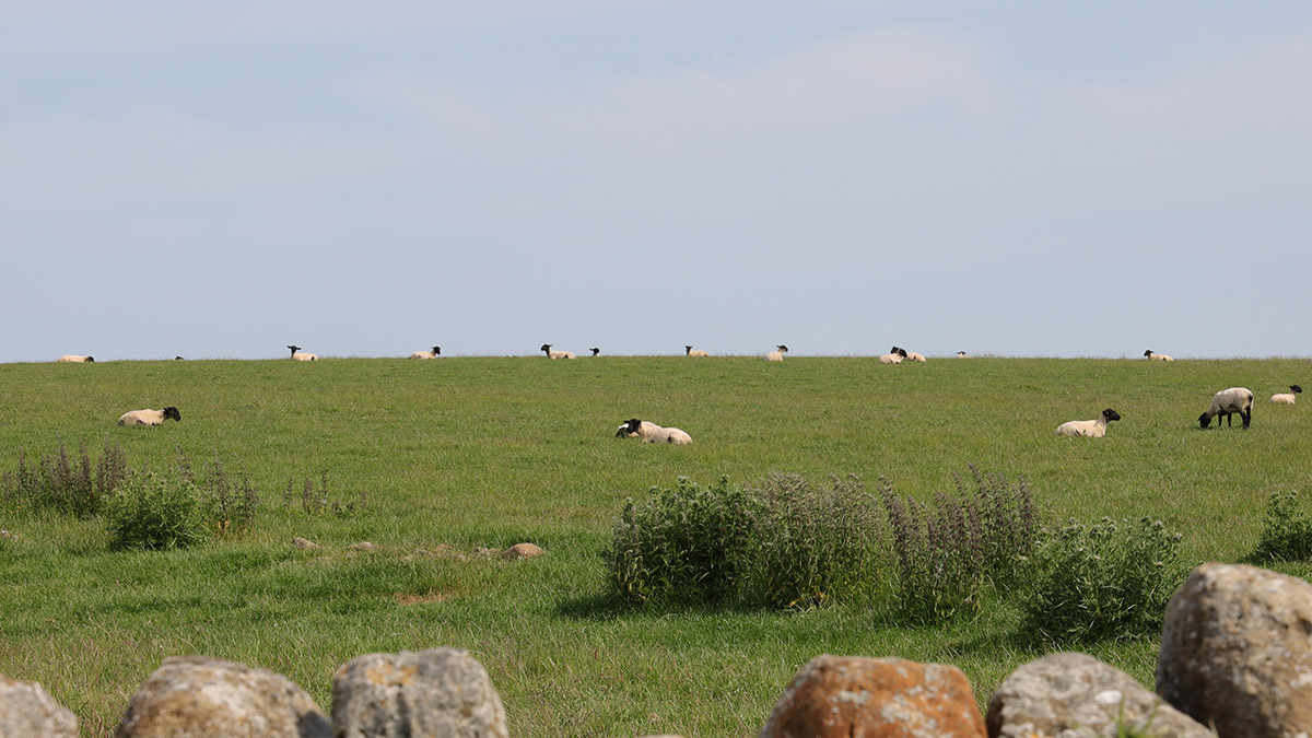 Blackfaced sheep