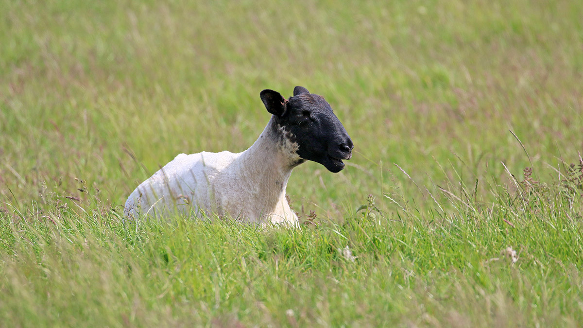 Blackfaced sheep