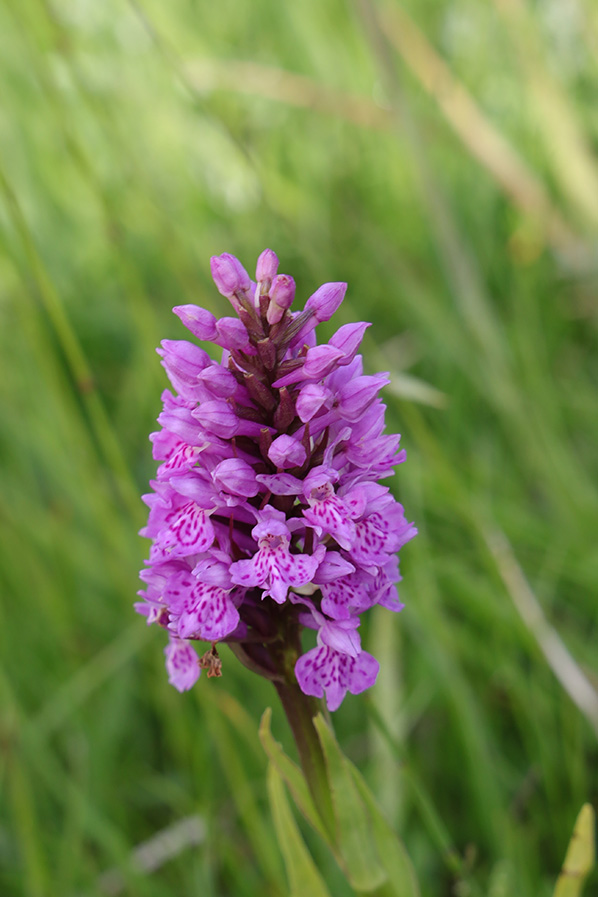 Gevlekte orchis