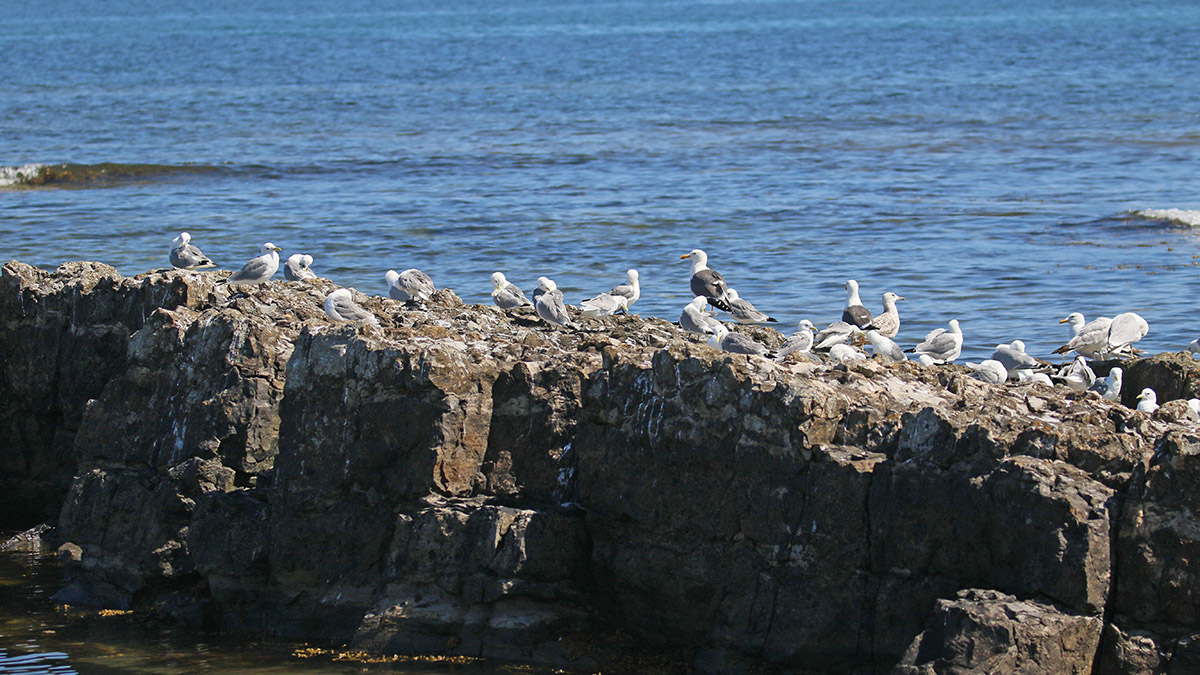 Seahouses