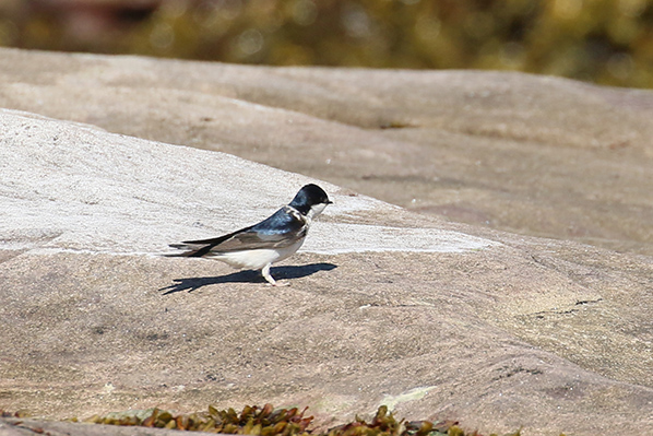 House martin