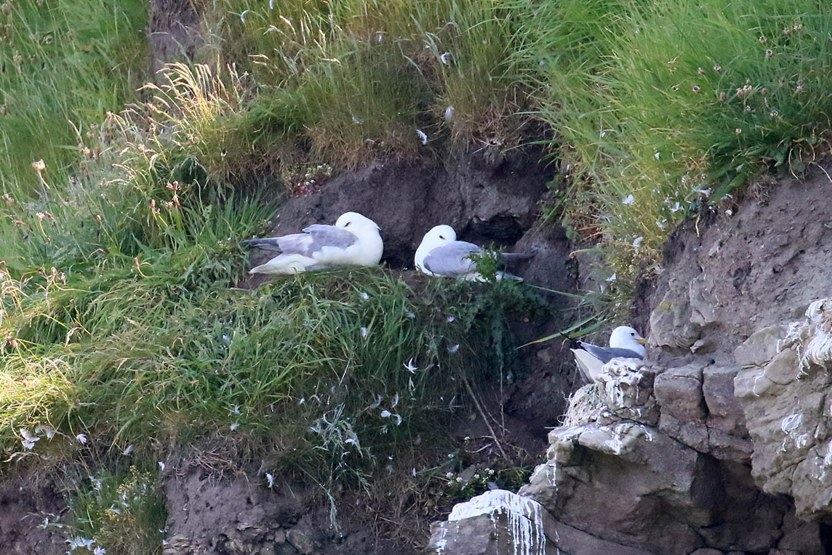 Fulmer - Seahouses