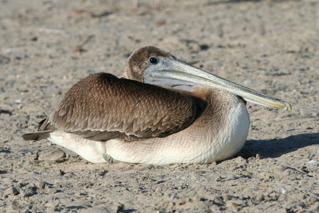 Brown pelican