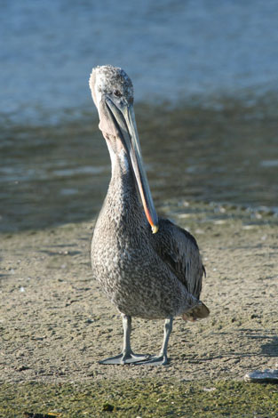 Brown Pelican