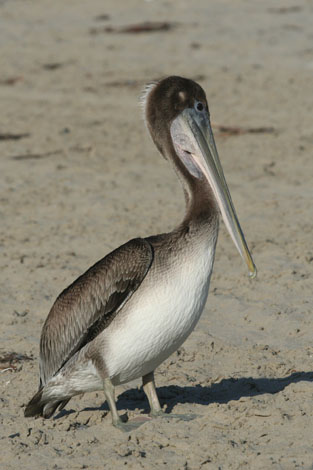 Brown pelican