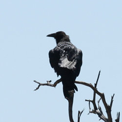 Common Raven