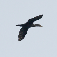 Cormorant