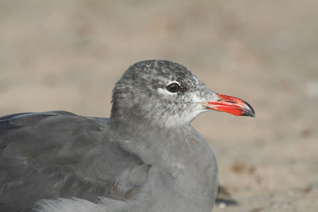 Heermanns Gull