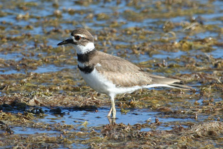 Kildeer PLover