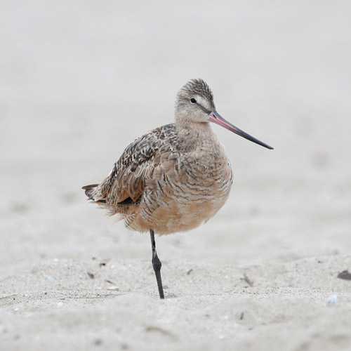 Marbled Godwit