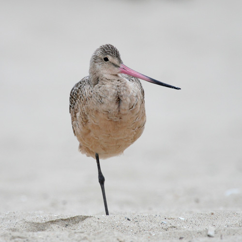 Marbled Godwit