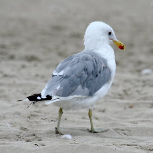 Californian Gull