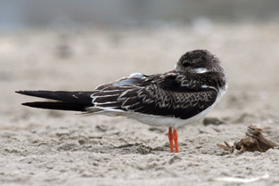 Black Skimmer