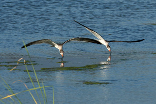 Black Skimmer