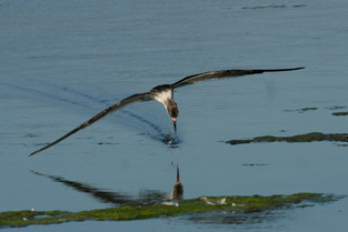 Black Skimmer