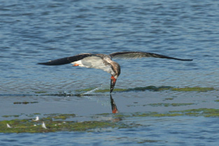 Black Skimmer