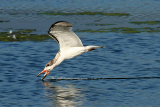 Black Skimmer