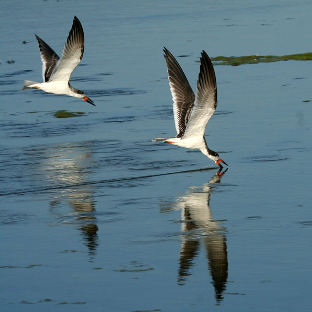 Black Skimmer