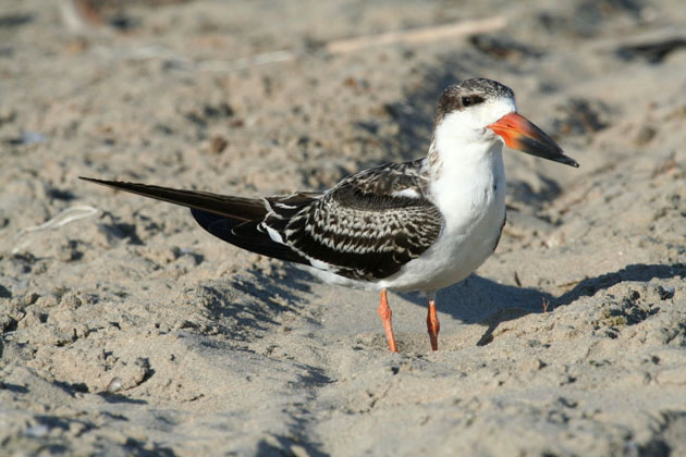 Black Skimmer