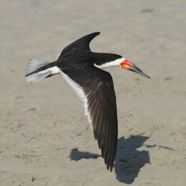 Black Skimmer