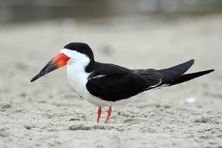 Black Skimmer