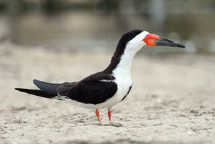 Black Skimmer