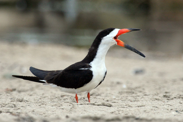 Black Skimmer