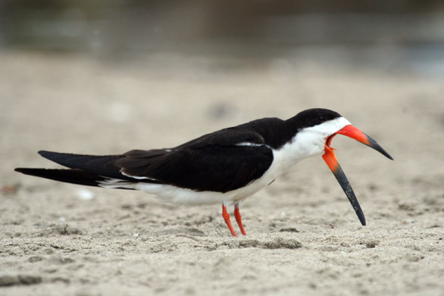 Black Skimmer