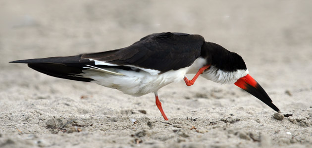 Black Skimmer