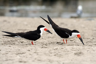 Black Skimmer