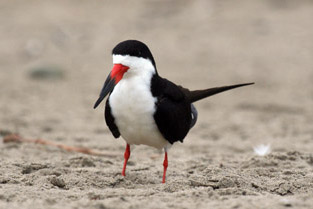 Black Skimmer