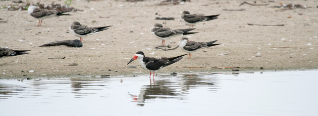 Black Skimmer