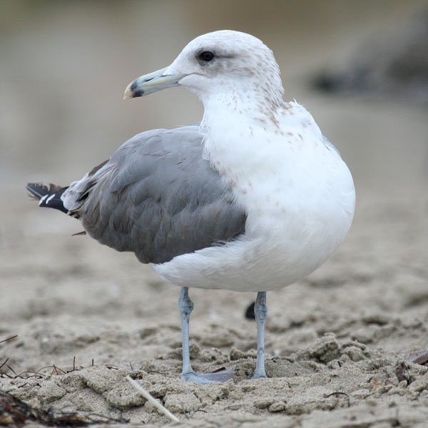 Mew Gull