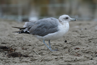 Californian Gull