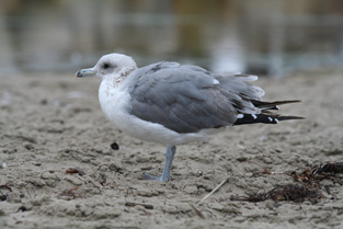 Californian Gull