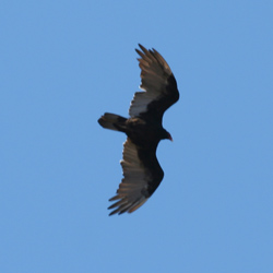 Turkey Vulture