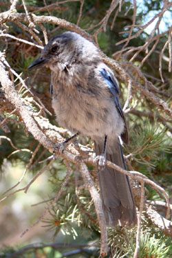 Western Scrub-Jay