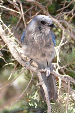 Western Scrubjay