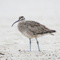 Whimbrel