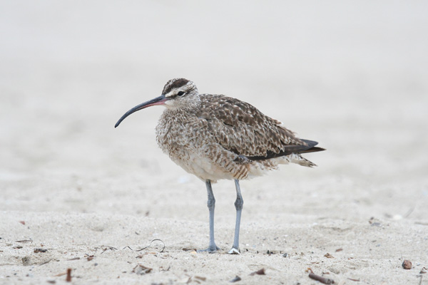 Whimbrel