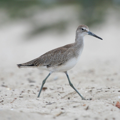 Willet